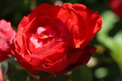 Růže Satchmo, v květináči Rose Stachmo